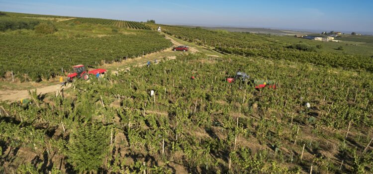 Zona în care se practică viticultura de pe vremea lui Burebista. Se află în vestul României