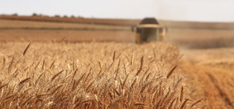 Cum influențează Rusia piața grâului