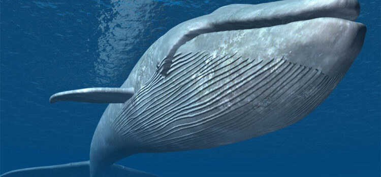 Cântecele balenelor dezvăluie noi secrete după aproape 60 de ani de la descoperirea lor