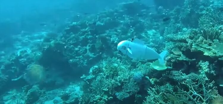 VIDEO. Cum ar putea un robot pește „silențios asemeni unui spion” să contribuie la progresul științei oceanelor
