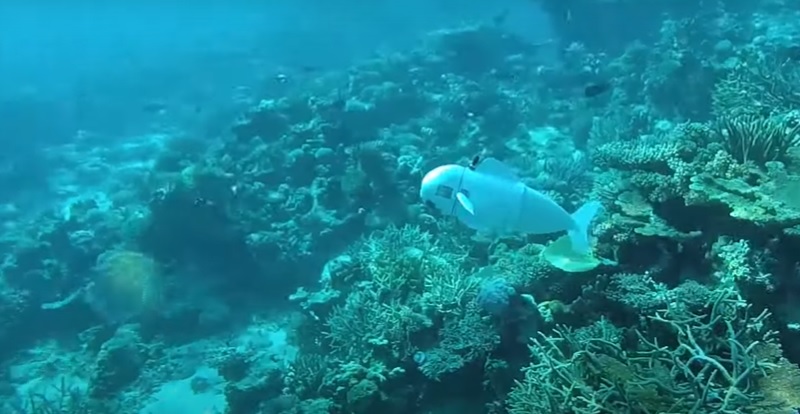 VIDEO. Cum ar putea un robot pește „silențios asemeni unui spion” să contribuie la progresul științei oceanelor