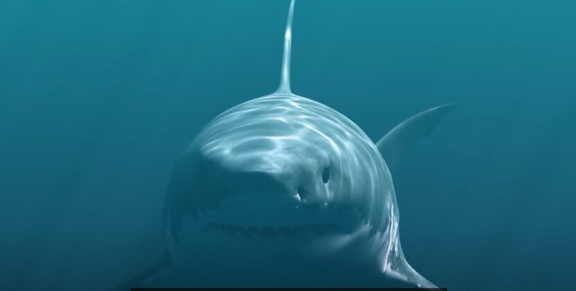 Oamenii de știință au descoperit noi indicii despre ce a dus la dispariția rechinului megalodon
