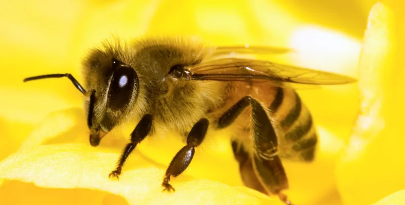 Cercetătorii vor să dezvolte o tehnologie bazată pe inteligența artificială care să „poată gândi ca albinele”. Ce arată noile studii