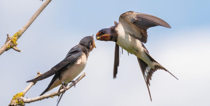 Păsările pot „divorța” din cauza promiscuității sau a perioadelor lungi de separare
