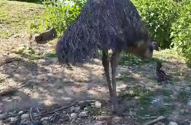 Vedeta unei loc magic din România. „Baby Emu”, a doua pasăre înaltă din lume FOTO VIDEO