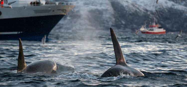 Care sunt motivele pentru care balenele ucigașe atacă bărci