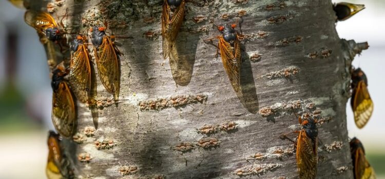 Ce Sunt Cicadele – Curiozităţi Despre Cicade