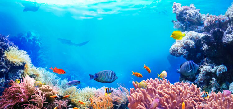 Ce Sunt Coralii şi De Ce Sunt Importanţi