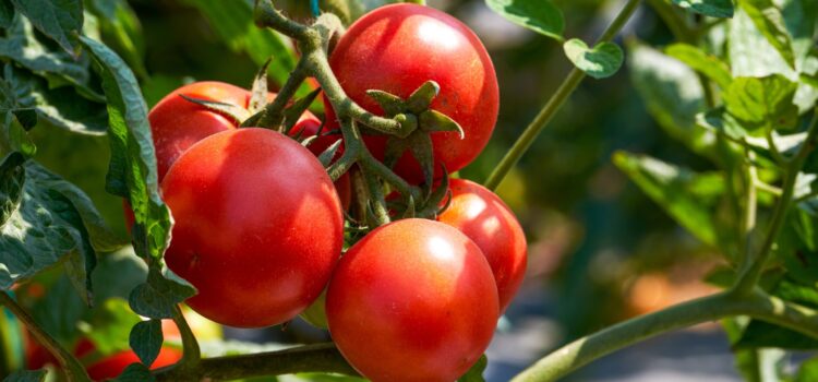 GHID PENTRU FERMIERI: Sfaturi pentru cultivarea roșiilor