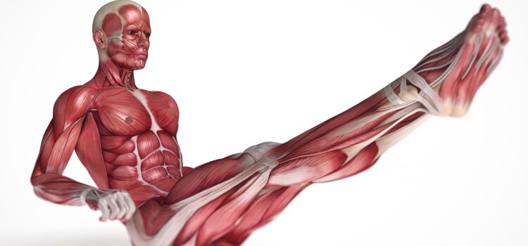 Câți Mușchi Sunt în Corpul Uman