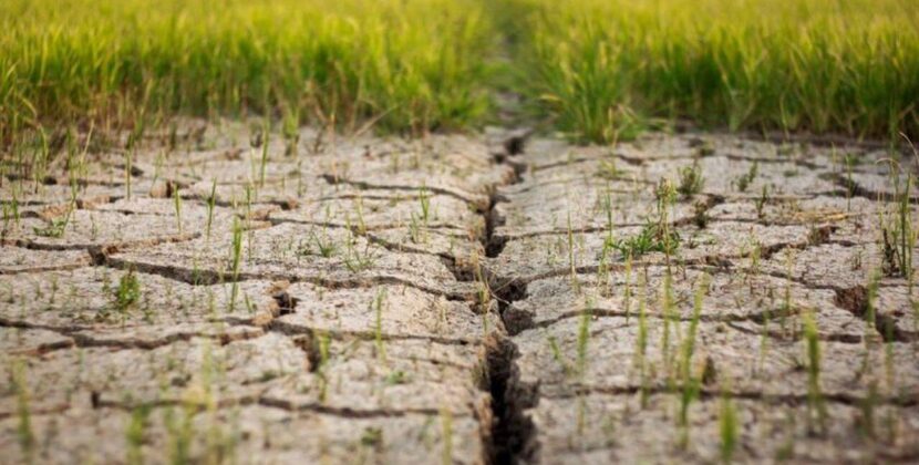 95% dintre soluri vor fi degradate în 2050