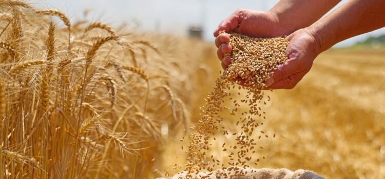 Noi soluții pentru FERMIERI. Soiuri de grâu HIBRID adaptate la noua climă. Sunt studiate peste 400 de genotipuri
