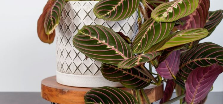 Maranta Leuconeura, Planta Care Se Roagă -îngrijire, Beneficii și înmulțire