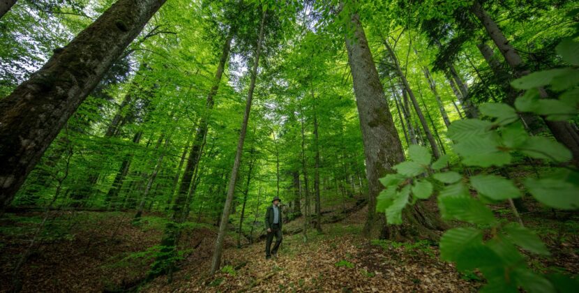 România are cea mai mare suprafață de păduri virgine din Europa