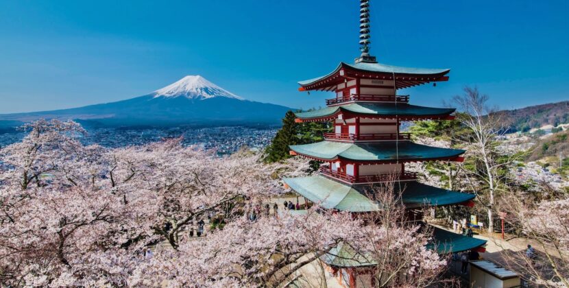 Începe sezonul florilor de cireș în Japonia: Descoperă Sakura