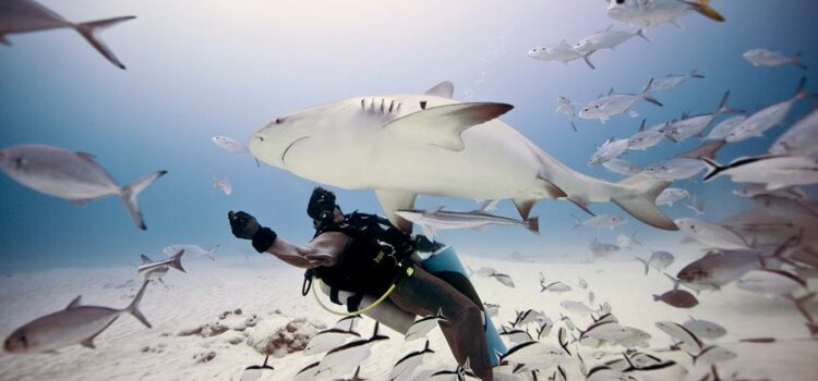 Unde îți programezi vacanța pentru scuba?