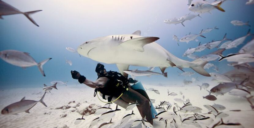 Unde îți programezi vacanța pentru scuba?