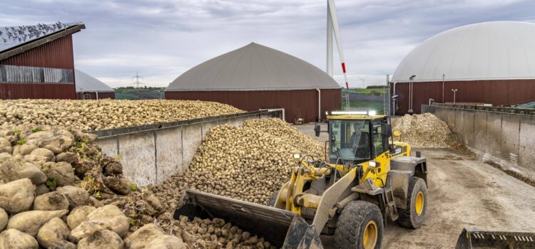 De la o CIUPERCĂ stimulată de schimbările climatice, un producător local a renunțat să cultive sfecla de zahăr. A suferit pierderi de 190.000 euro