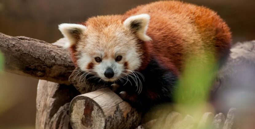La un hotel din Chongqing turiștii sunt treziți de un panda roșu