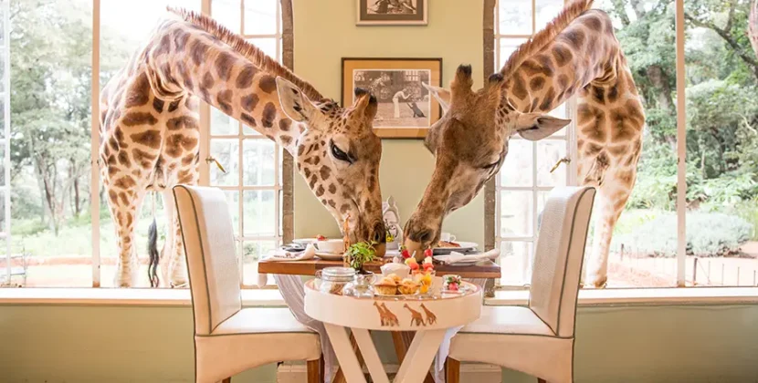 Cum ar fi să-ți începi ziua cu o girafă la fereastră?