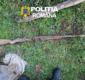 Percheziții de amploare în Arad: patru bărbați reținuți, arme ilegale, muniție și sute de trofee descoperite