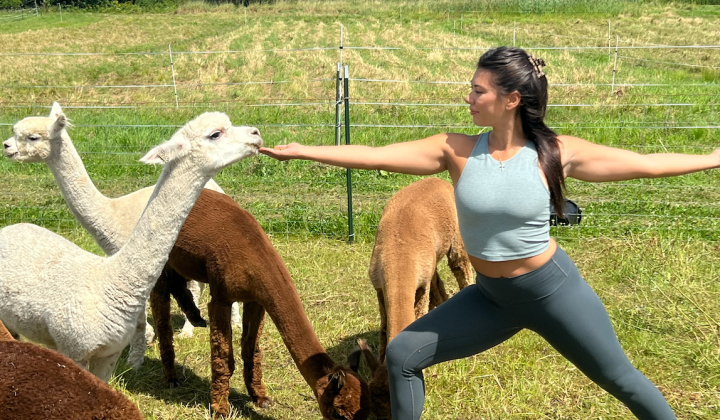 de la băi în bere până la yoga cu alpaca, pe care o poți încerca și în România – Aleph News