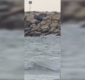 Noi fragmente dintr-o dronă au fost descoperite pe o plajă din Costinești – Aleph News