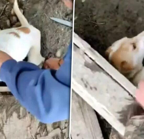 Cruzime extremă față de animale în Arad. O femeie a fost pusă sub control judiciar după ce a ucis opt câini şi a chinuit alţi 95 prin înfometare