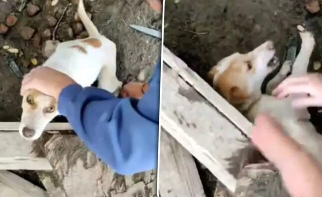 Cruzime extremă față de animale în Arad. O femeie a fost pusă sub control judiciar după ce a ucis opt câini şi a chinuit alţi 95 prin înfometare