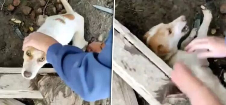 Cruzime extremă față de animale în Arad. O femeie a fost pusă sub control judiciar după ce a ucis opt câini şi a chinuit alţi 95 prin înfometare