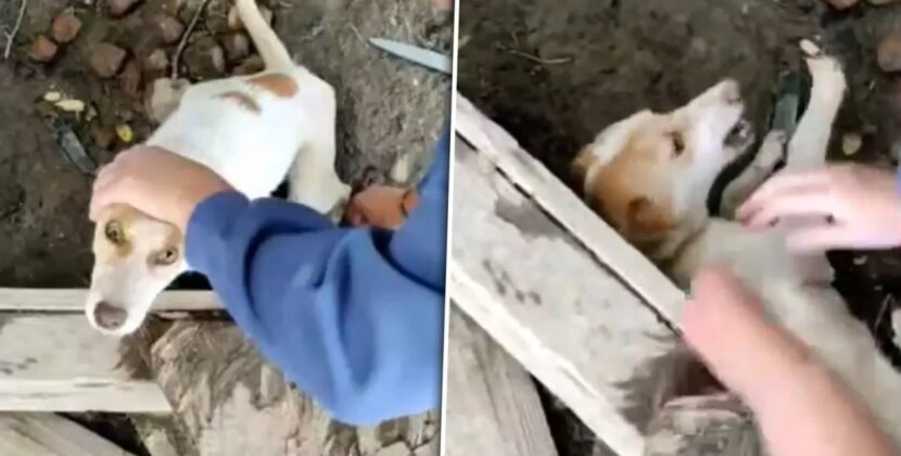 Cruzime extremă față de animale în Arad. O femeie a fost pusă sub control judiciar după ce a ucis opt câini şi a chinuit alţi 95 prin înfometare