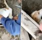 Cruzime extremă față de animale în Arad. O femeie a fost pusă sub control judiciar după ce a ucis opt câini şi a chinuit alţi 95 prin înfometare