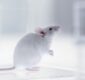 Celule cerebrale umane în creierul șoarecilor